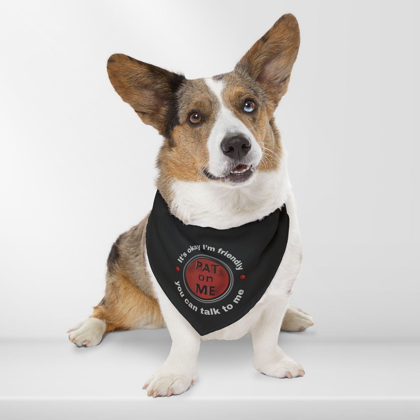 (f61110c) PAT on ME It's okay I'm friendly clip collar